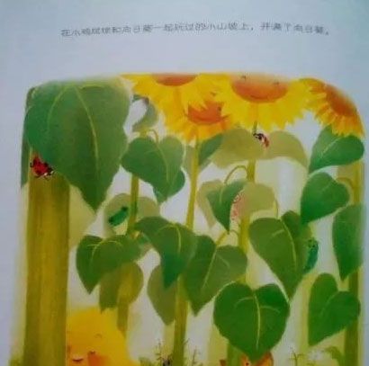 小鸡球球和向日葵