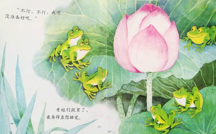 小青蛙与荷花（学会等待）