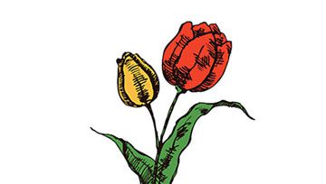 国王的花