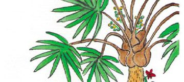 带一只小猴子回家