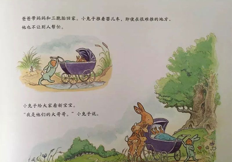 小兔子的新宝宝