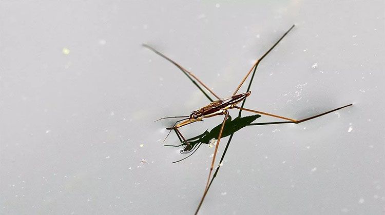 虫虫大侠