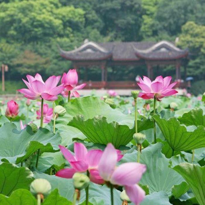暗恋一个人的特征(两个人互相暗恋会有4个特征)